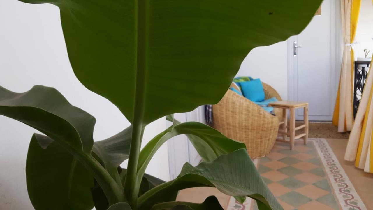 Riad Medina مراكش المظهر الخارجي الصورة